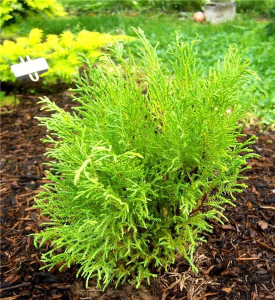 Expert Planting and Pruning